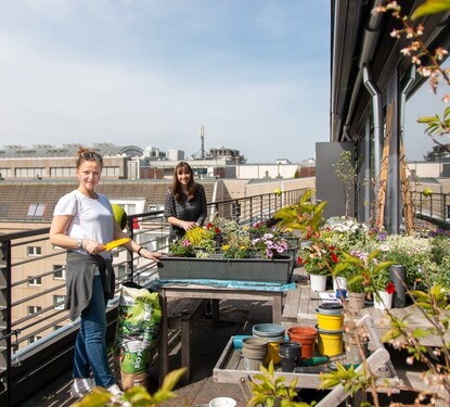 Frühlingsboten auf Projektrons Terrassen